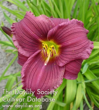 Daylily Grape Velvet